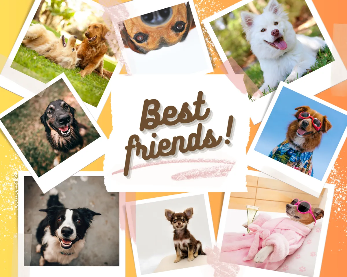 A vibrant, joyful close-up of happy dogs in playful poses, set against colorful backgrounds. The image exudes energy and captures a pet-friendly, welcoming vibe for guests traveling with dogs.